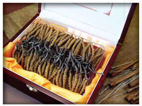 锦江冬虫夏草回收